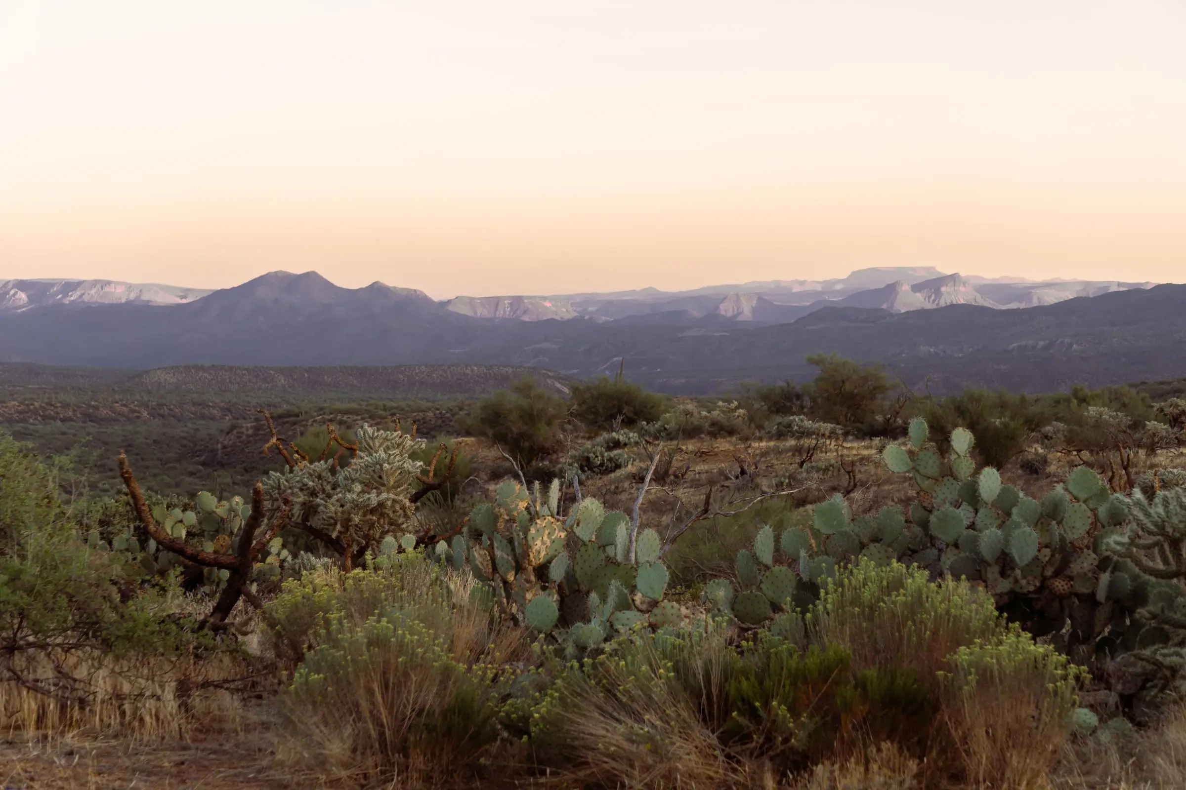 Desert brush and cactus with mountains at dusk