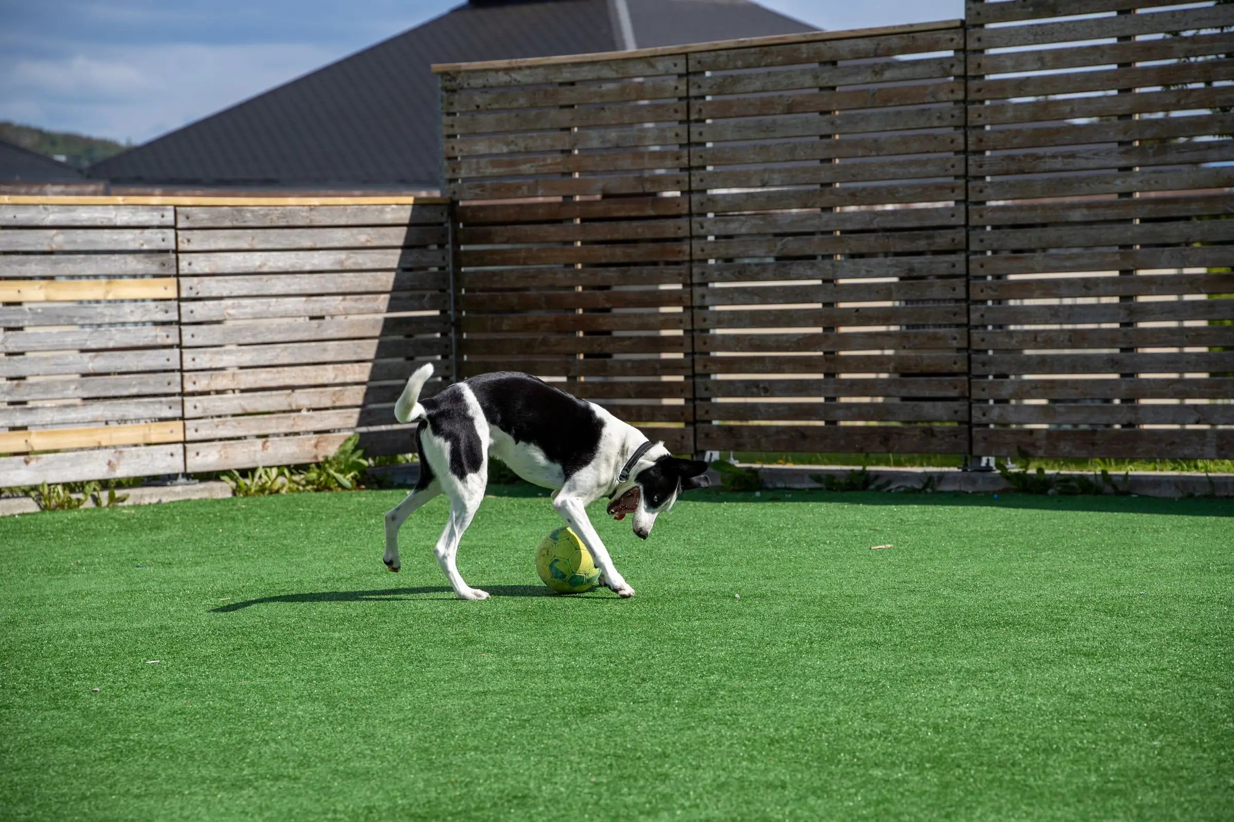 Dog playing with a ball on artificial grass in a fenced yard